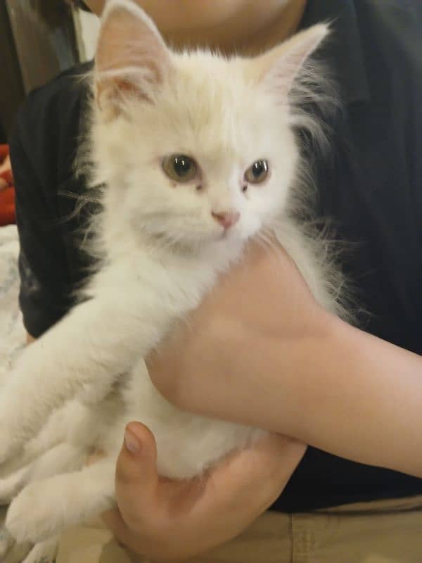 kitten persian 0
