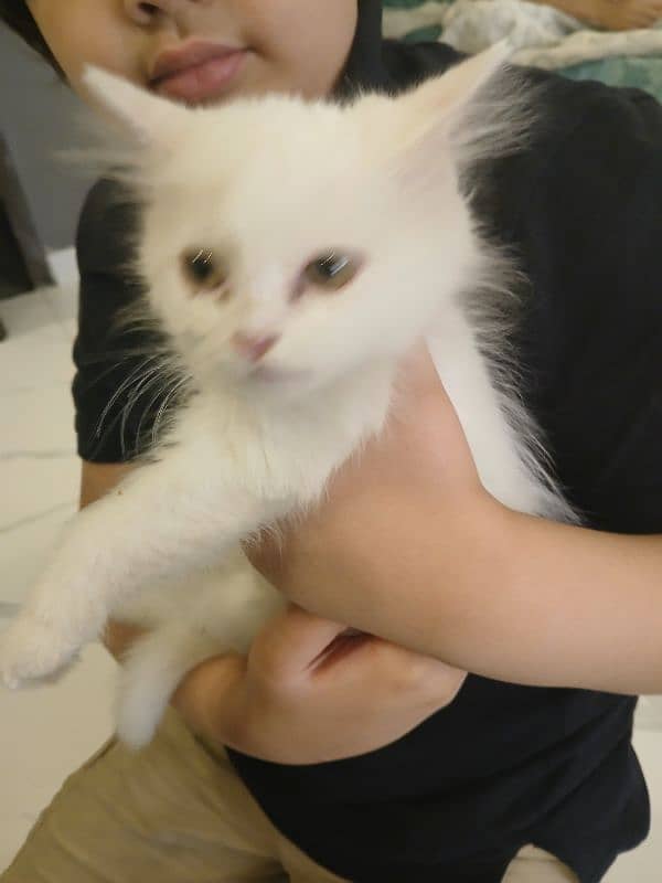 kitten persian 1