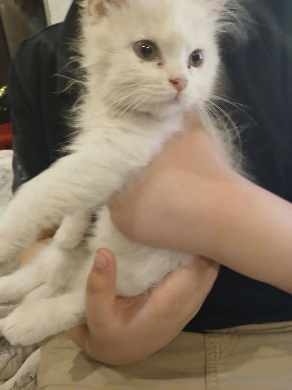kitten persian 2