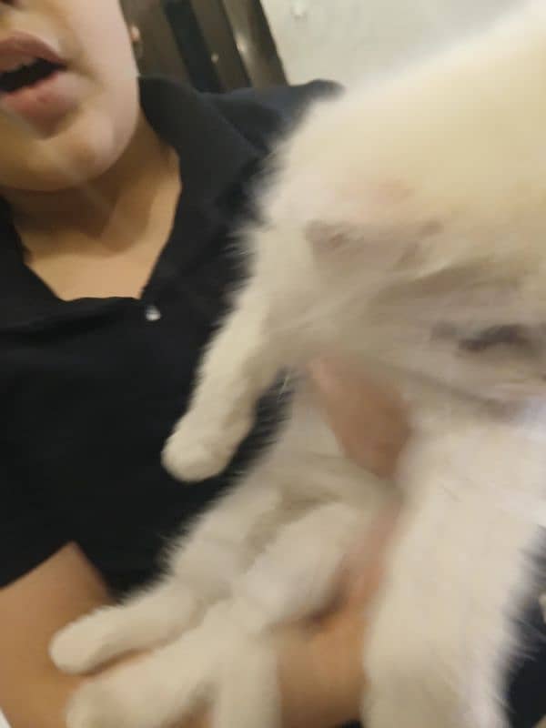kitten persian 3
