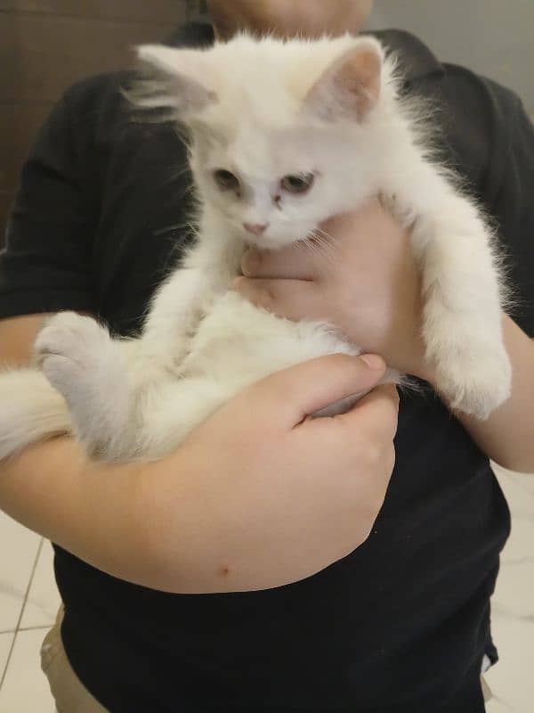 kitten persian 4