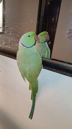 Parrot