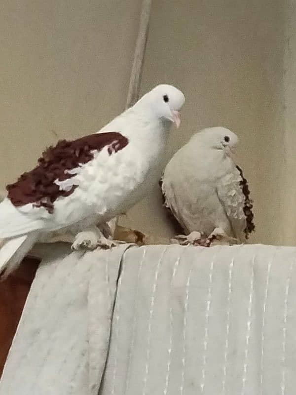 Fril Pigeon Pair / Kabutar 0