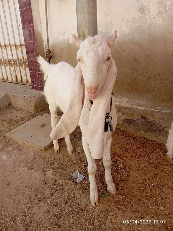 gullabi khasi 1