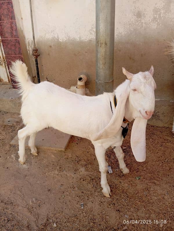 gullabi khasi 3