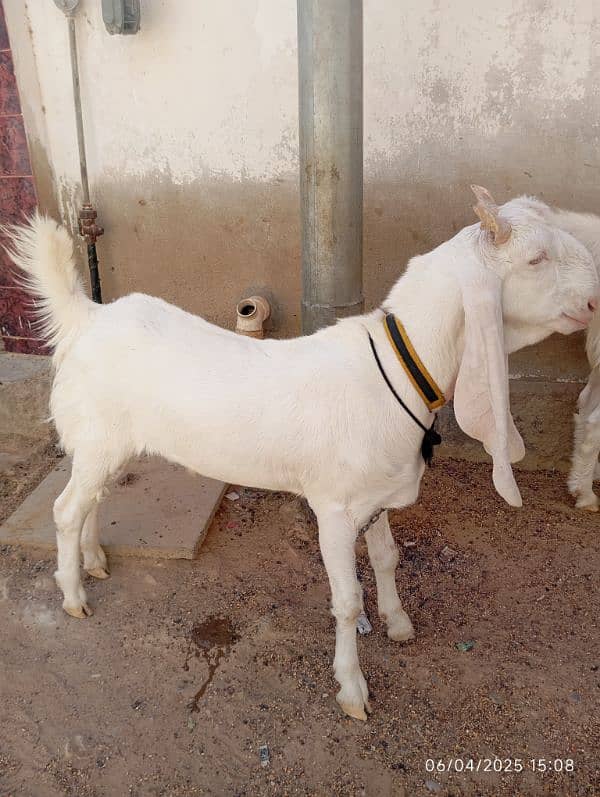 gullabi khasi 4