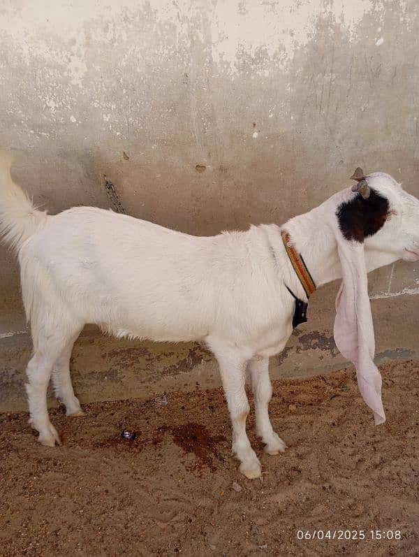 gullabi khasi 6