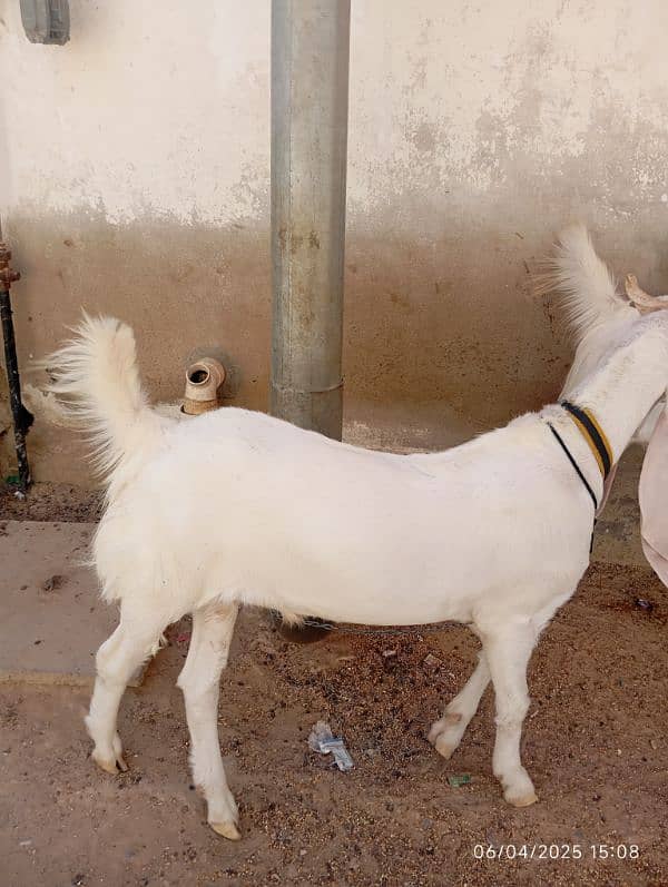 gullabi khasi 7