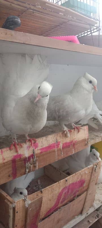 LAKA PIGEON 2