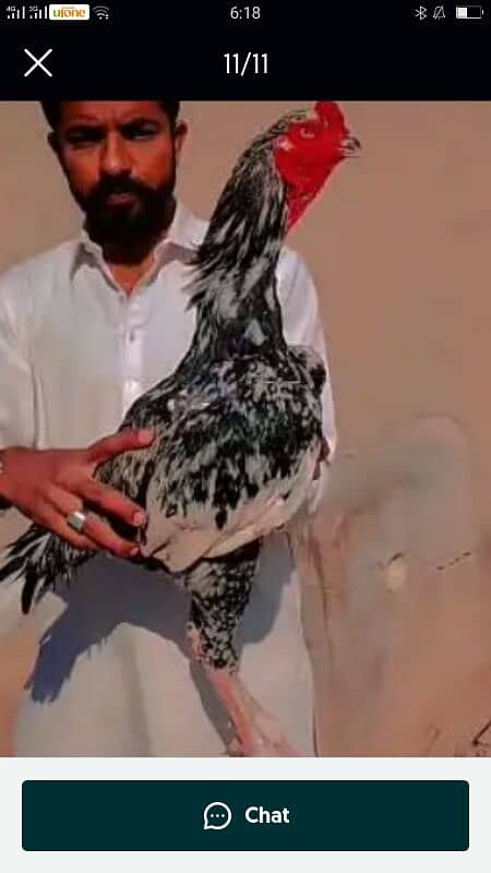 3 months old high quality chicks are available for sale . 11