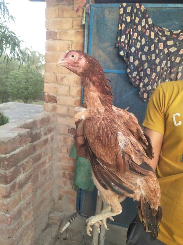 3 months old high quality chicks are available for sale . 10
