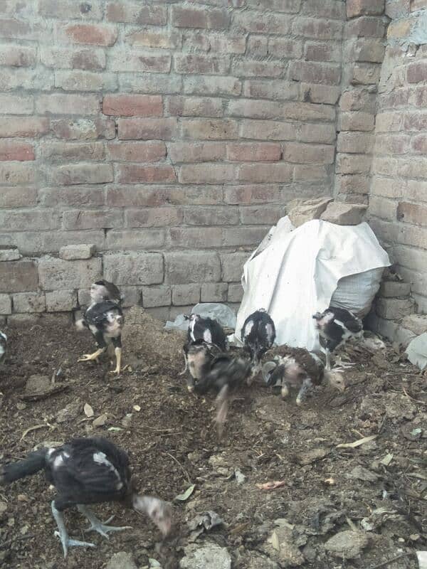 3 months old high quality chicks are available for sale . 9