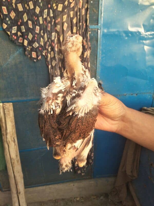 3 months old high quality chicks are available for sale . 3