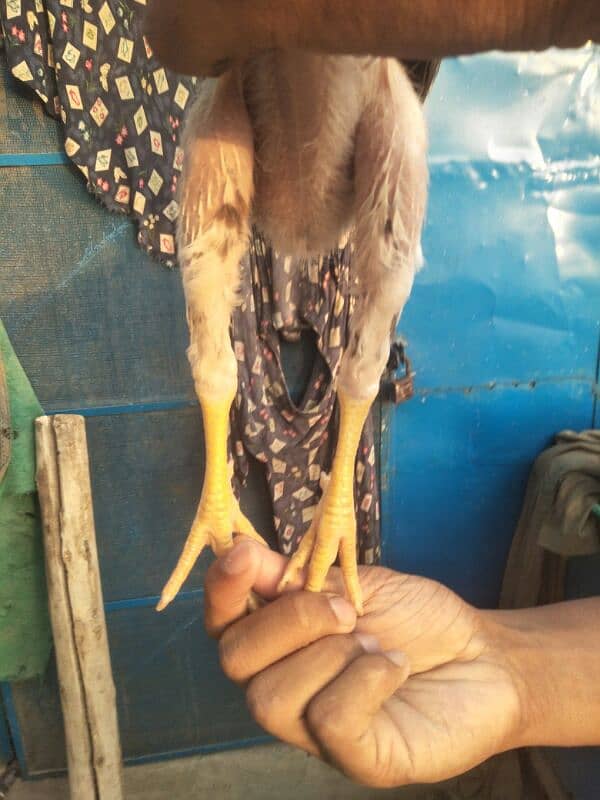 3 months old high quality chicks are available for sale . 4