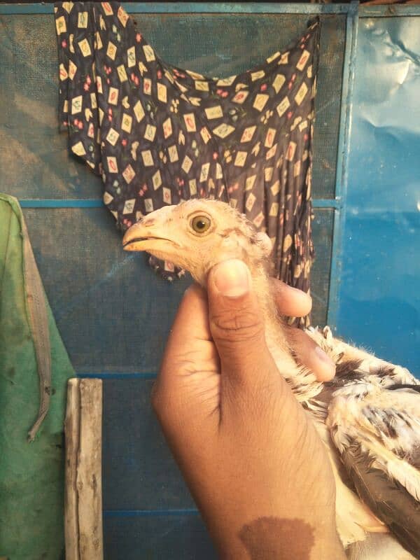 3 months old high quality chicks are available for sale . 1