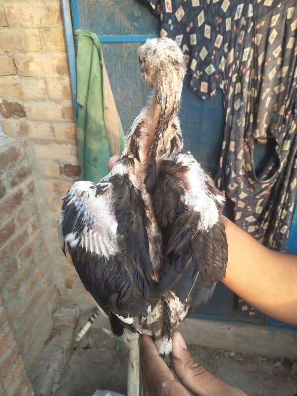 3 months old high quality chicks are available for sale . 5