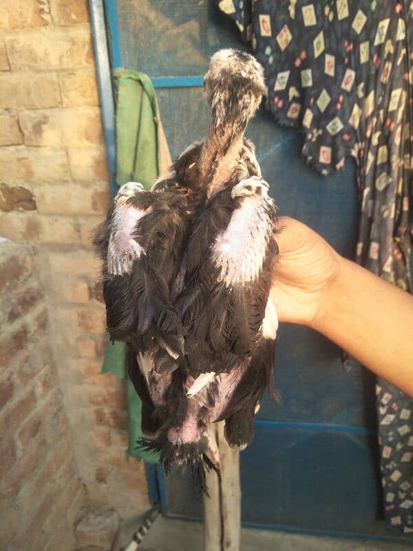 3 months old high quality chicks are available for sale . 6