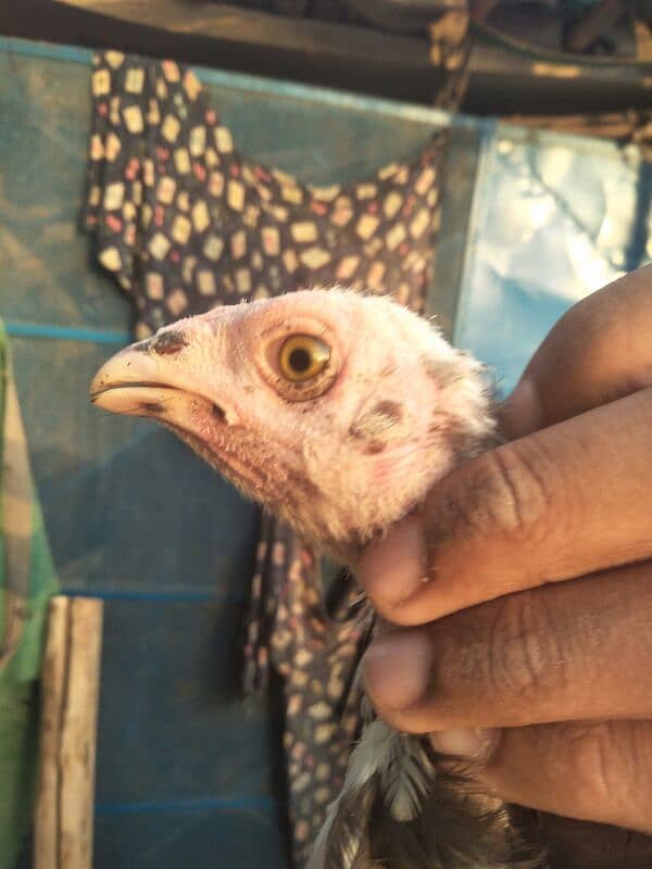 3 months old high quality chicks are available for sale . 2