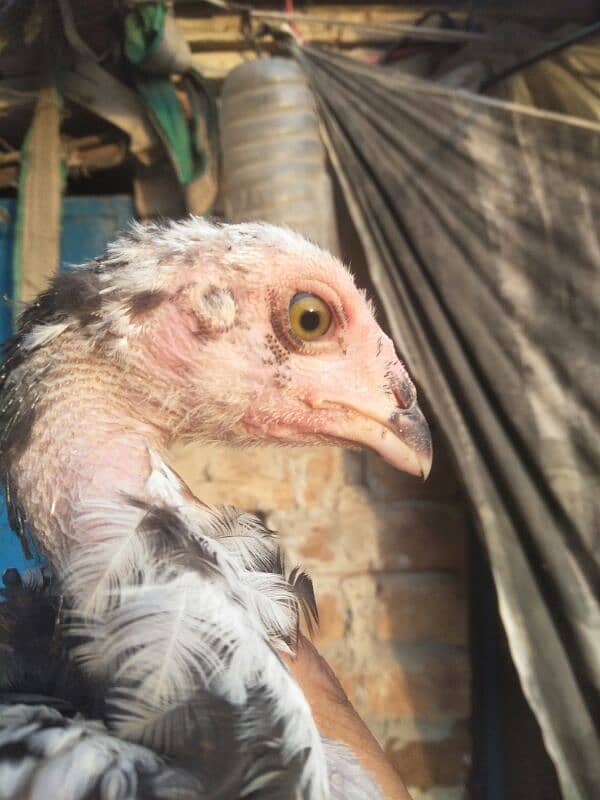 3 months old high quality chicks are available for sale . 0
