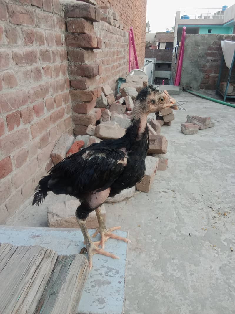 High quality game bird aseel chick 1