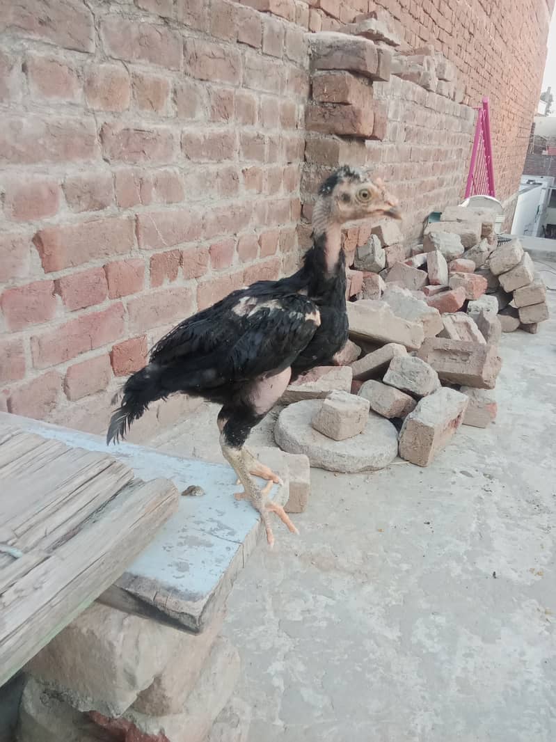 High quality game bird aseel chick 2