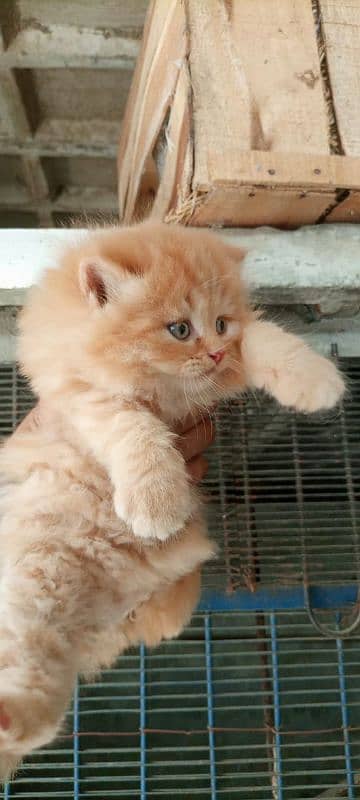 kitten for sale 1