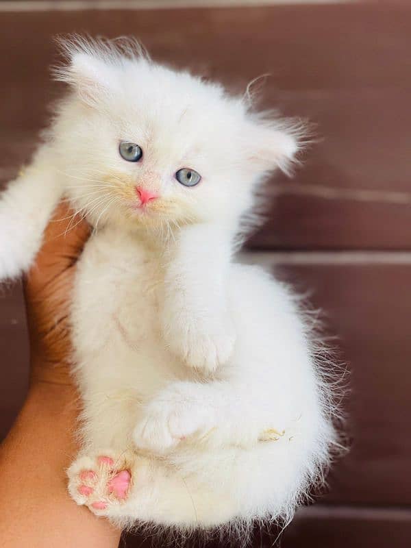 kitten for sale 3