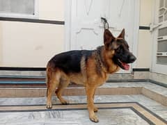 Male German Shepherd Dog for sale/Single coat/Non pedigree
