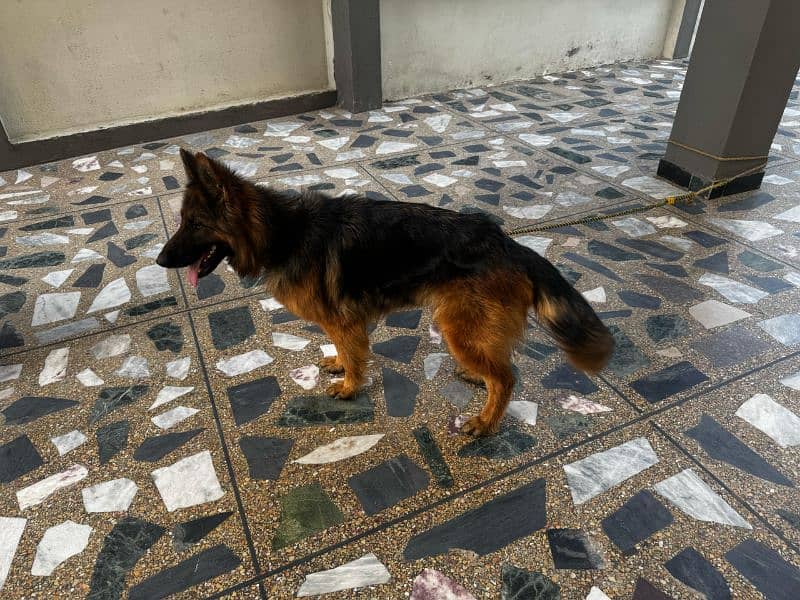 german shephard female for sale 1