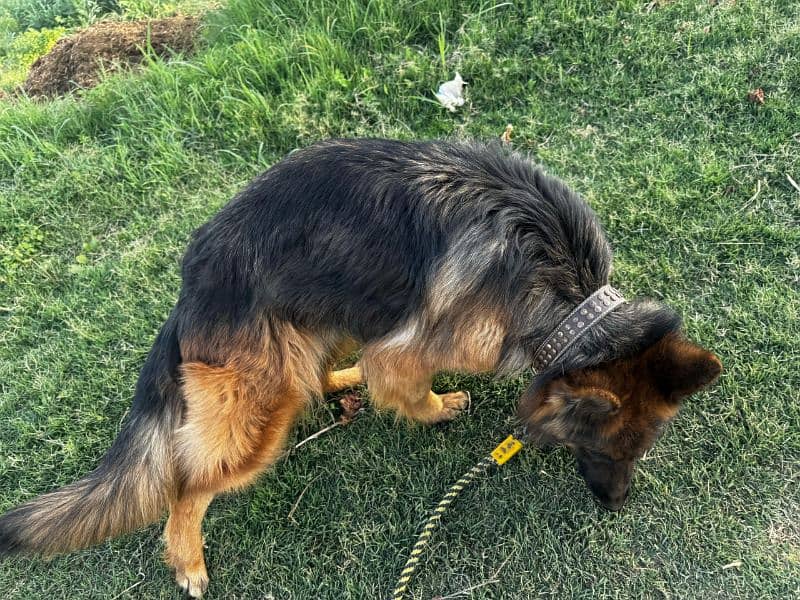 german shephard female for sale 2