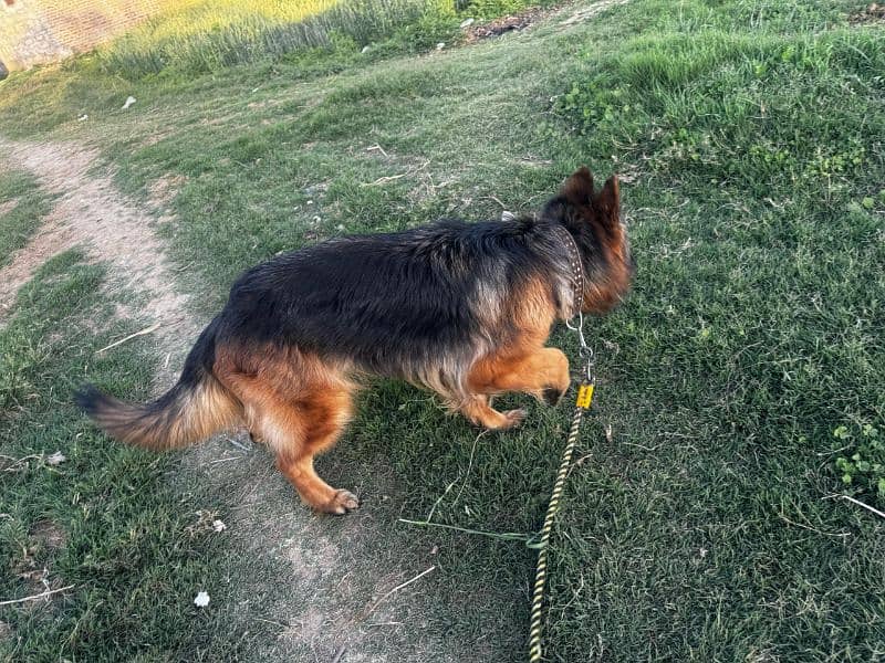 german shephard female for sale 3