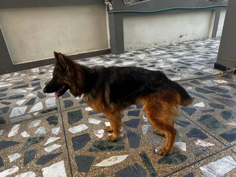 german shephard female for sale 5