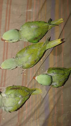 Raw /Alexandrine/ Pahari chicks.