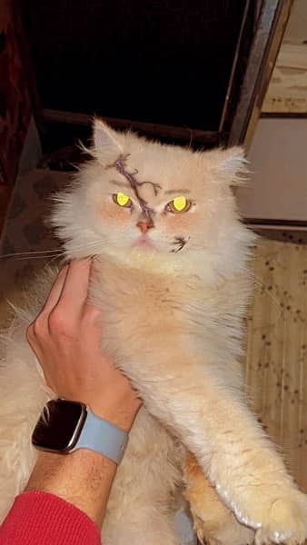 punch face cats 4