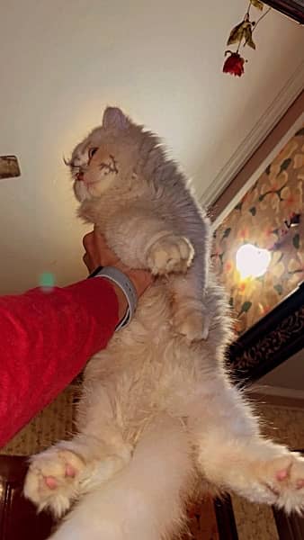 punch face cats 5