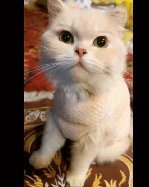 punch face cats 6