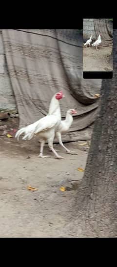 Heera