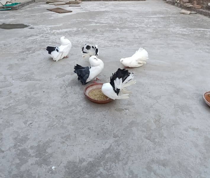 black tail pigeon | 2 breeder pair 1