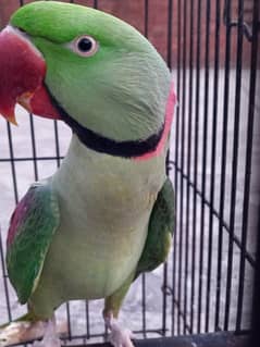 Raw Parrot | Raw Tota | Male