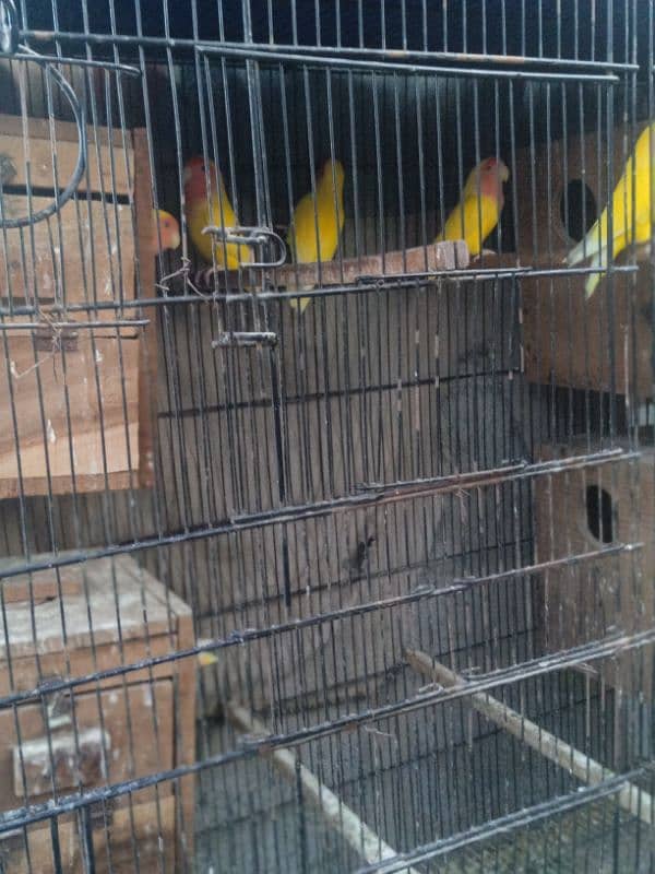 coman lotino 3k per pair 4 pair he 1