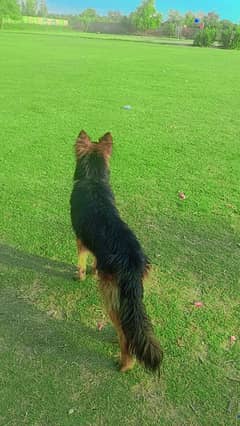 German shepherd