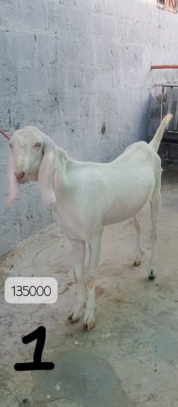Gulabi bakray 0