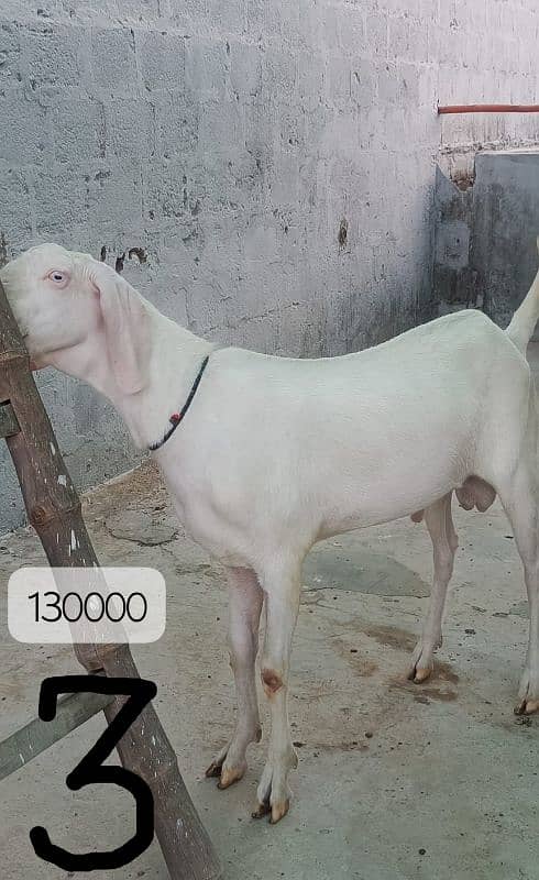Gulabi bakray 2