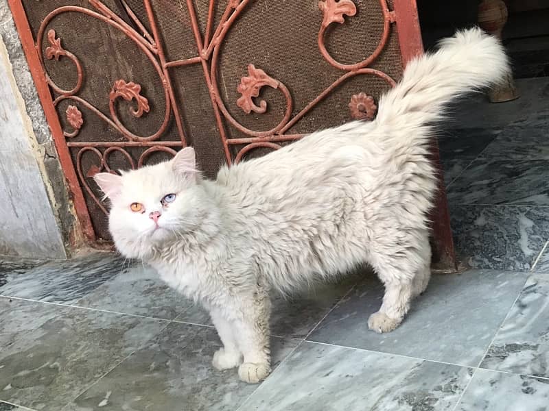 male cat full trained 3 triple coat 0