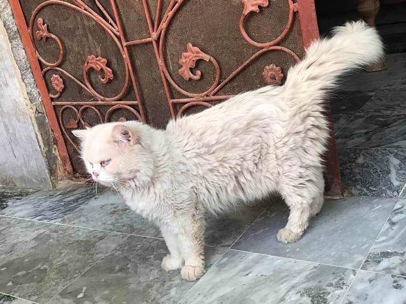 male cat full trained 3 triple coat 1