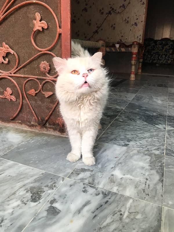 male cat full trained 3 triple coat 2