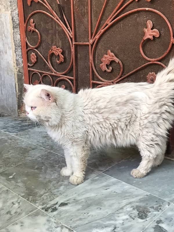 male cat full trained 3 triple coat 3