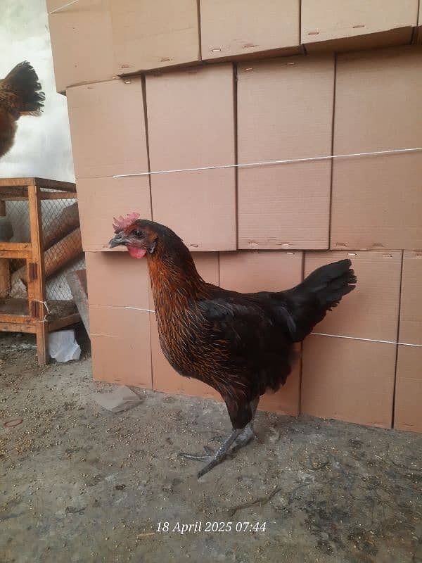 2 desi egg lying hens for sale 03034376456 0