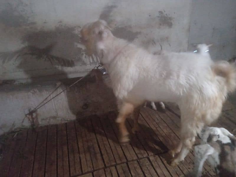 8 dant bakra 45 inch hight number 03132313339 5