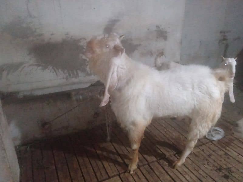 8 dant bakra 45 inch hight number 03132313339 6